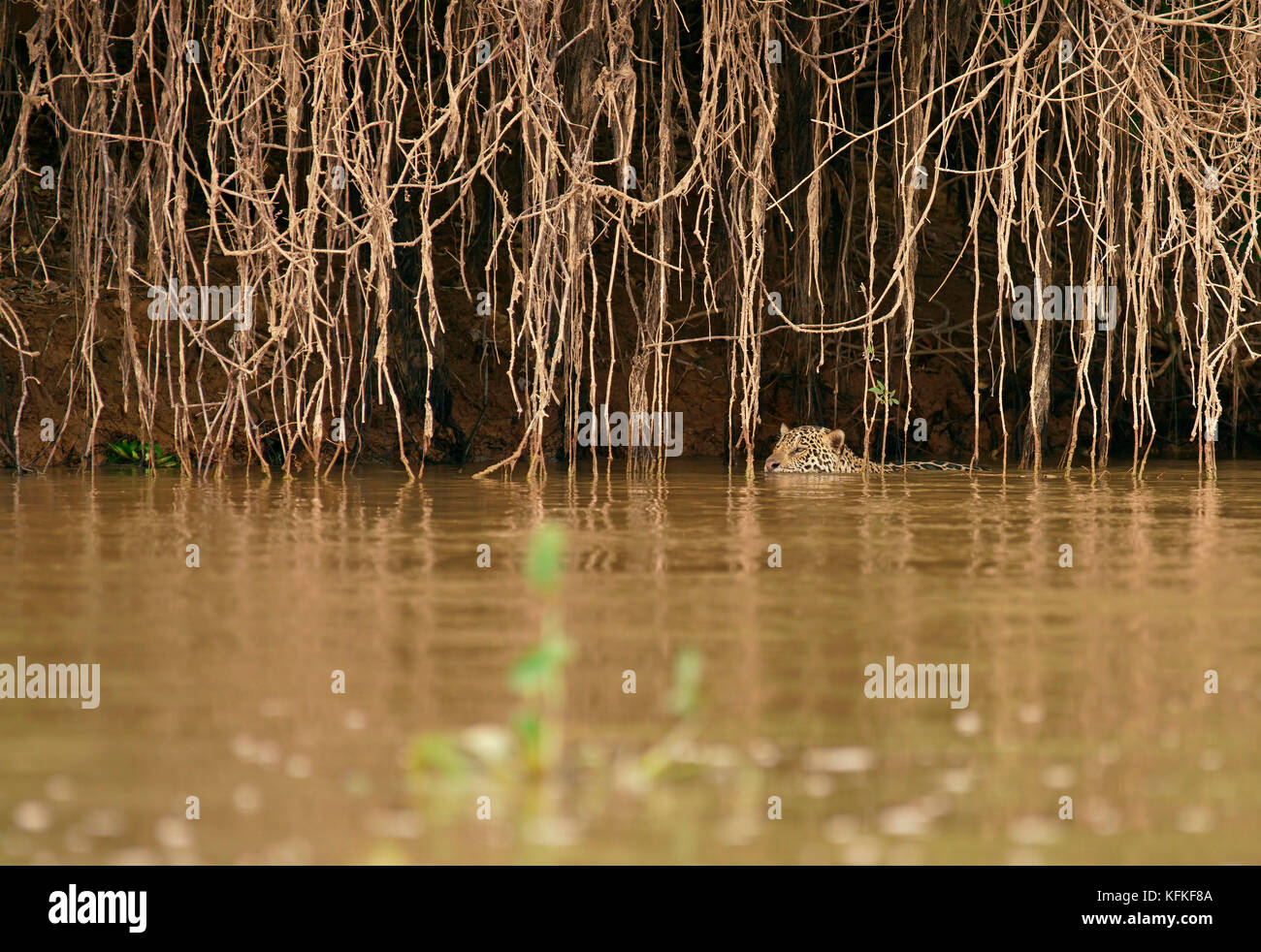 Jaguar (Panthera onca) si annida nell'acqua presso la banca di fiume, Pantanal, Mato Grosso, brasile Foto Stock