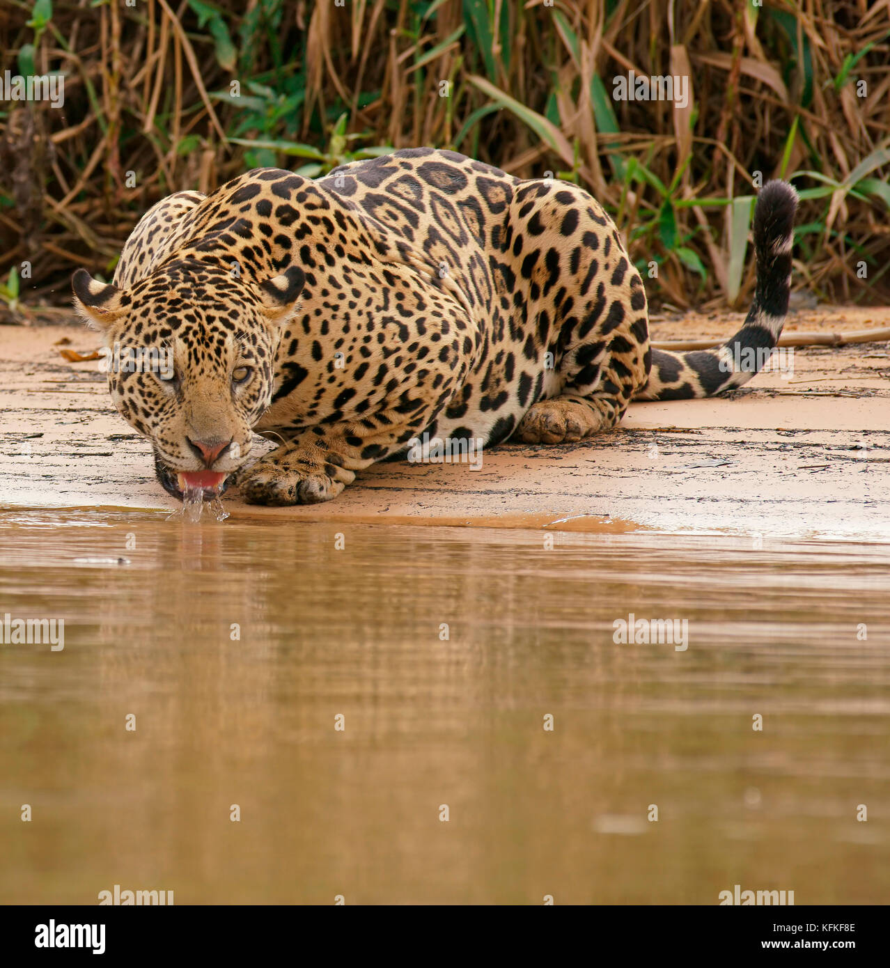 Jaguar (Panthera onca) bevande presso il fiume, Pantanal, Mato Grosso, brasile Foto Stock