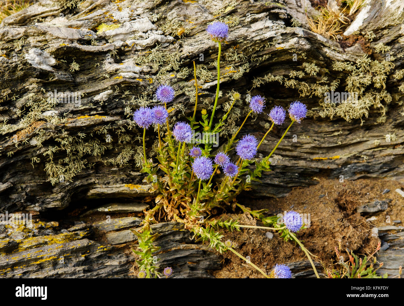 Pecora scabiouses bit (jasione montana), su ardesia, Cornwall, Inghilterra, Gran Bretagna Foto Stock