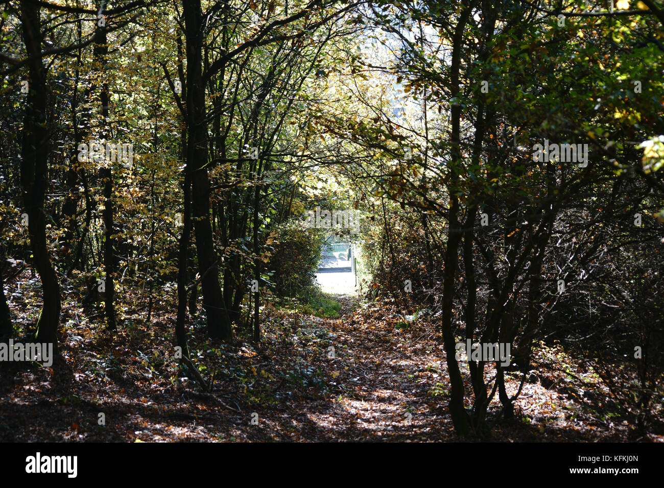 Di debole luce del sole illuminato percorso di foresta circondato da alberi e cespugli. Foto Stock