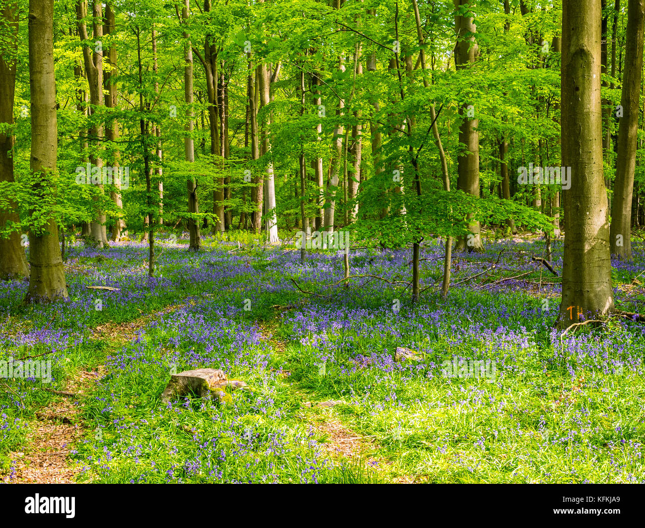 English Bluebell Boschi Foto Stock