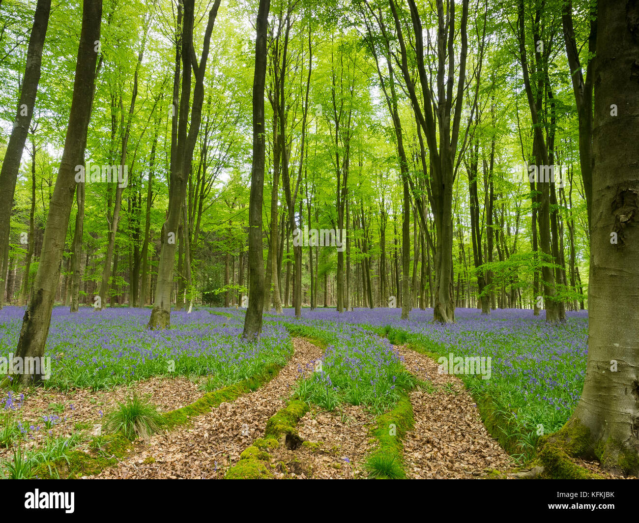 English Bluebell Boschi Foto Stock