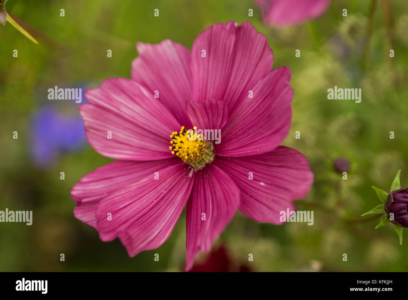 Bel fiore con petali di rosa Foto Stock
