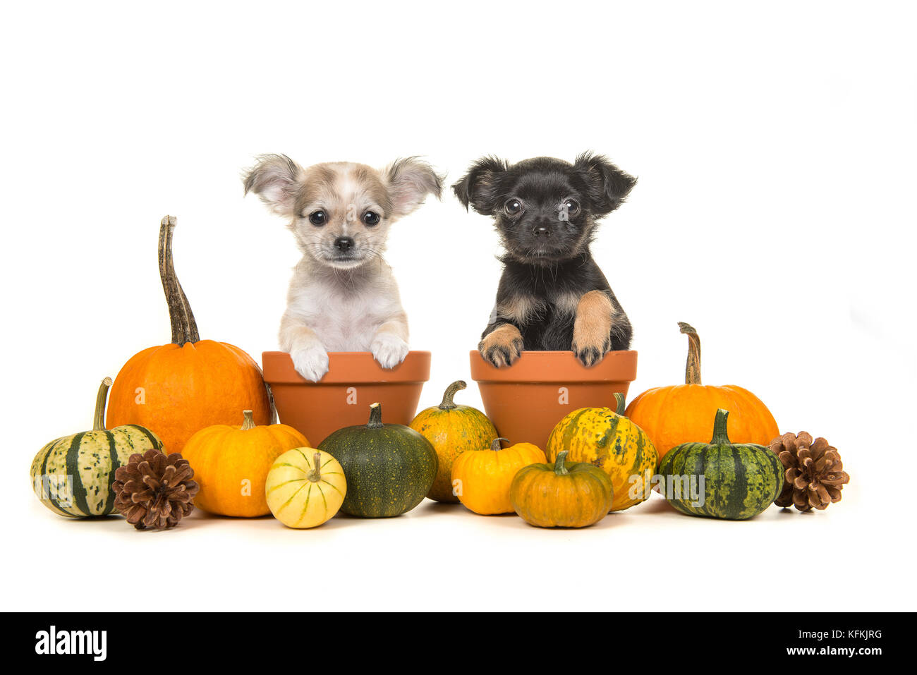 Zucche e due vasi di fiori con due chihuahua cucciolo cani in esso su sfondo bianco Foto Stock