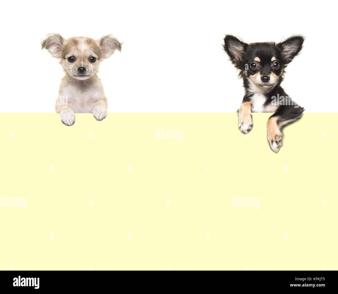 Carino chihuahua cani appesi sopra un foglio giallo confine con spazio per il testo su sfondo bianco Foto Stock