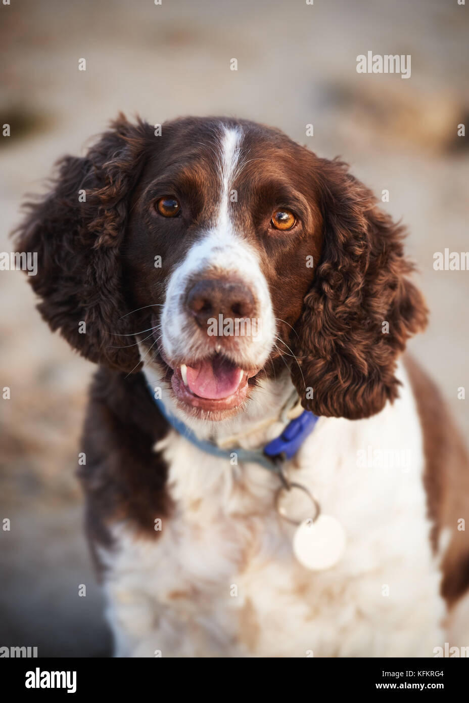 Bel ritratto di una razza springer spaniel Foto Stock