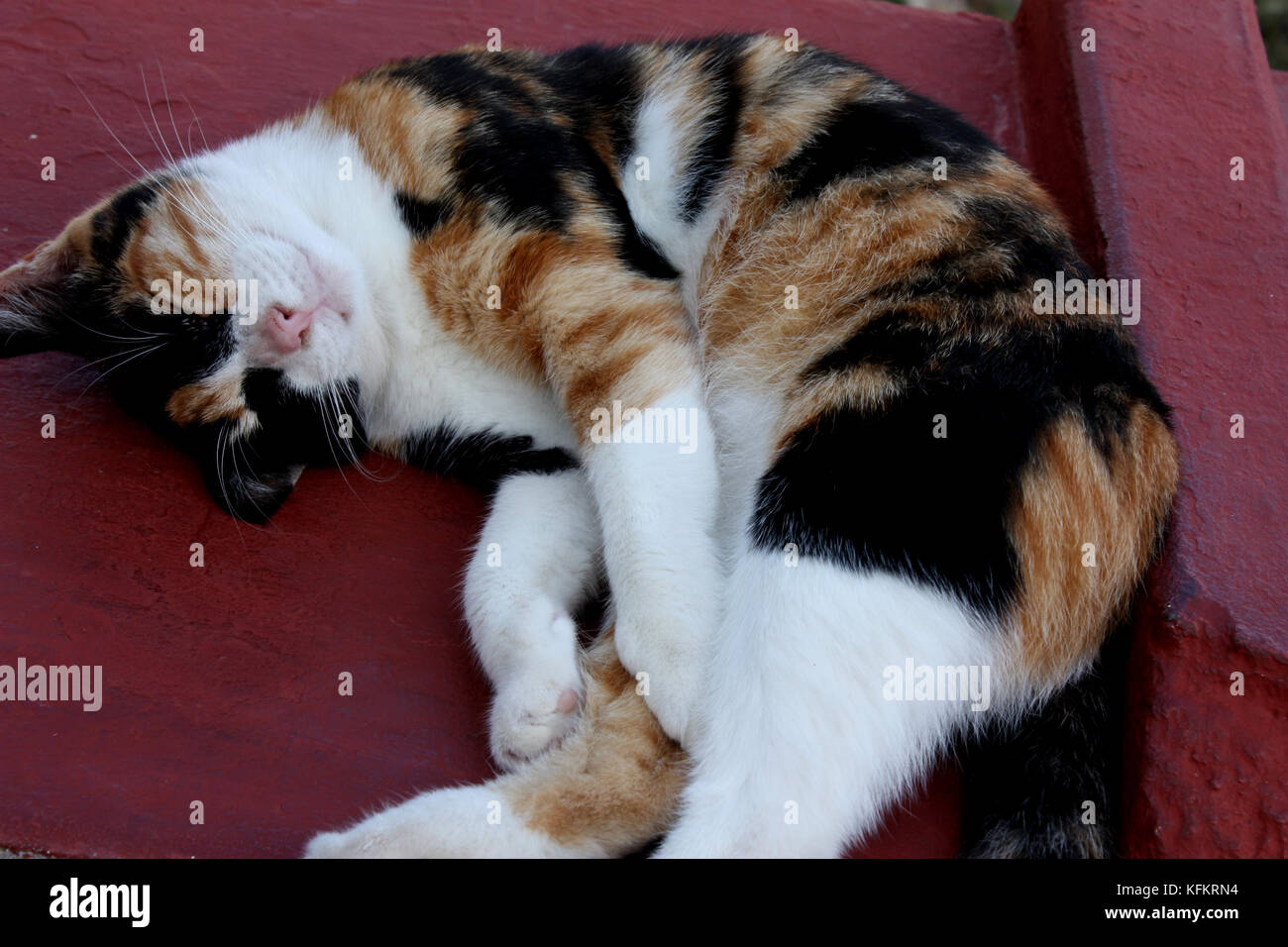 Gatto su una parete in vaporia area di ermoupolis Foto Stock