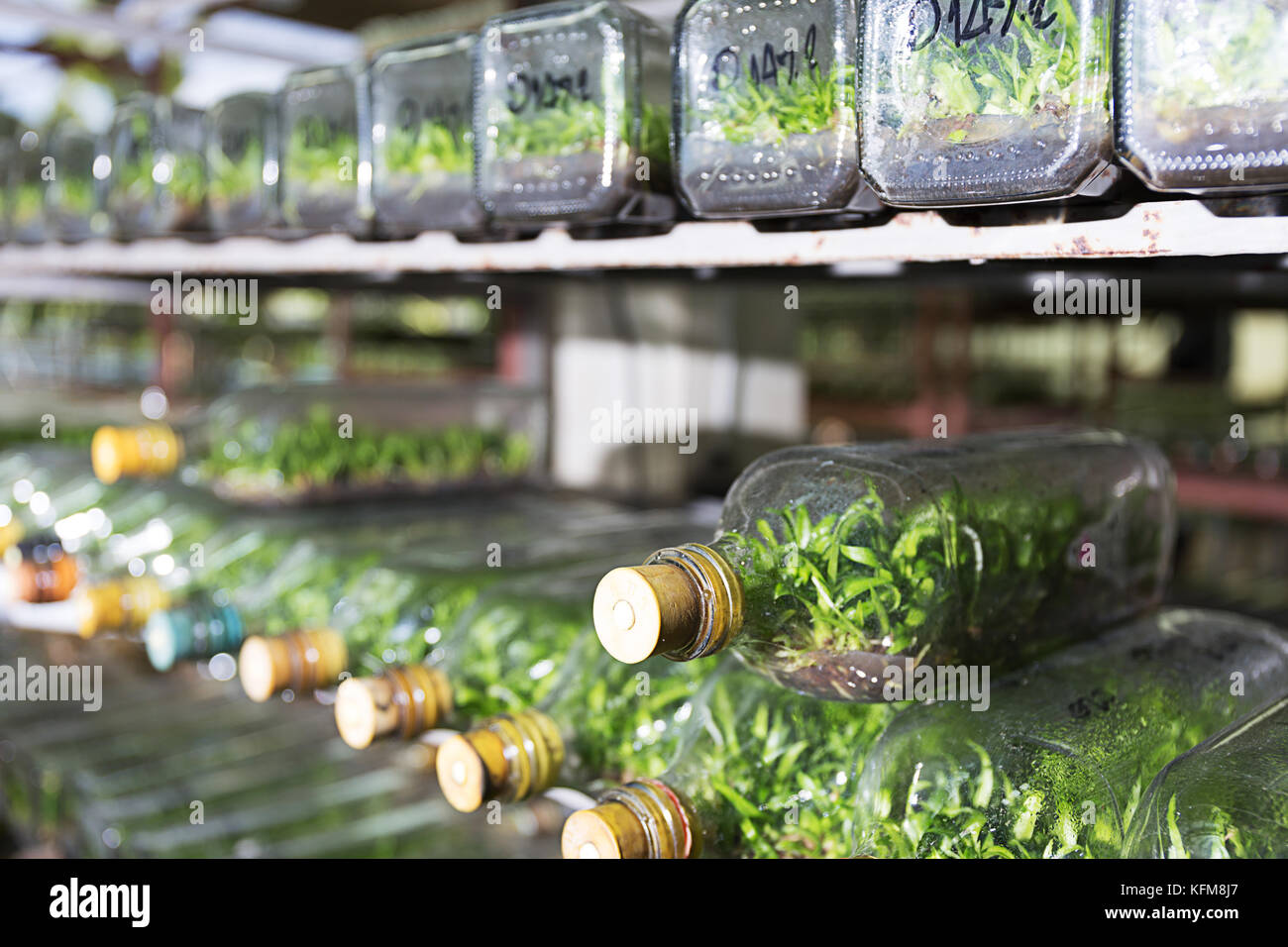 Esperimento di coltura di tessuti vegetali cellula vegetale nella tecnologia di laboratorio bottiglia sul ripiano Foto Stock