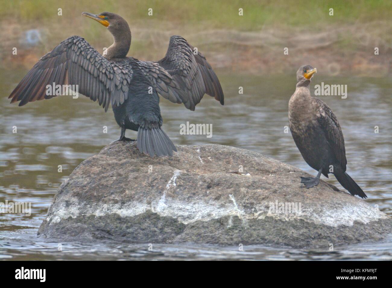 Doppio Petto coromorants (phalacrocorax auritus) coppia su una roccia nel fiume Foto Stock