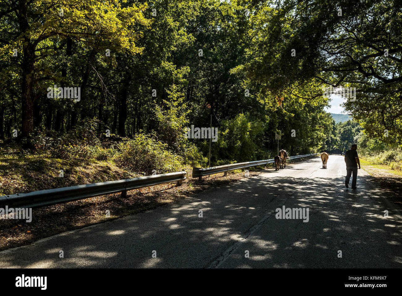 Un agricoltore aziona il suo bestiame lungo una strada forestale, Foresta Umbra, Peschici e il Parco Nazionale del Gargano. L'Italia. Foto Stock