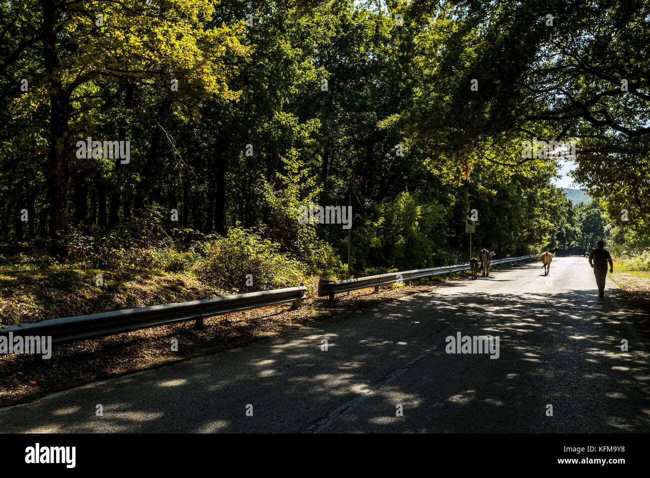 Un agricoltore aziona il suo bestiame lungo una strada forestale, Foresta Umbra, Peschici e il Parco Nazionale del Gargano. L'Italia. Foto Stock