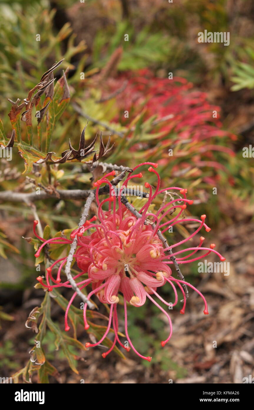 Red grevillea grevillea (sp) fiori in un giardino residenziale, Townsville, Queensland, Australia Foto Stock