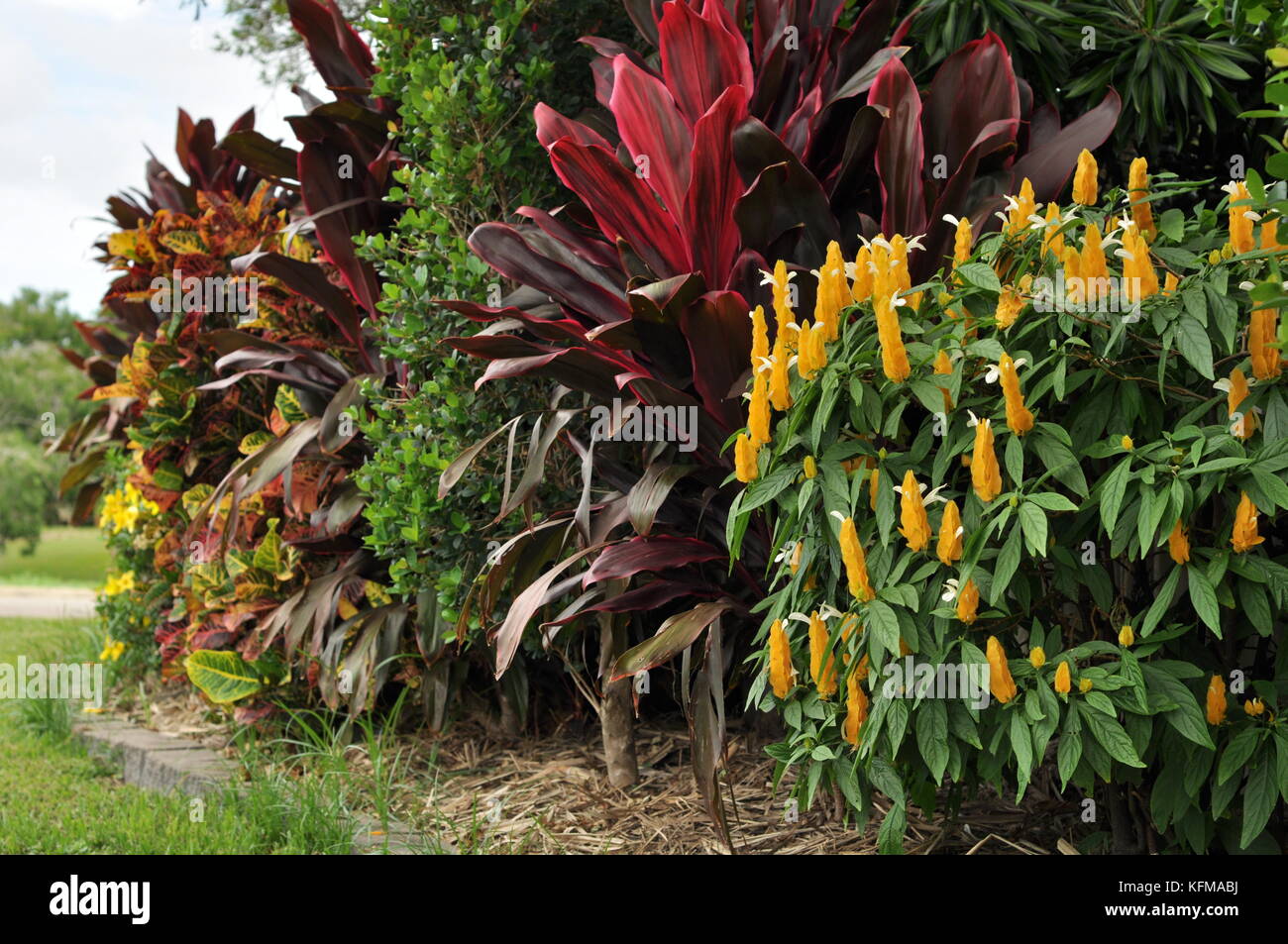 Fiori e foglie colorate in un giardino residenziale, Townsville, Queensland, Australia Foto Stock