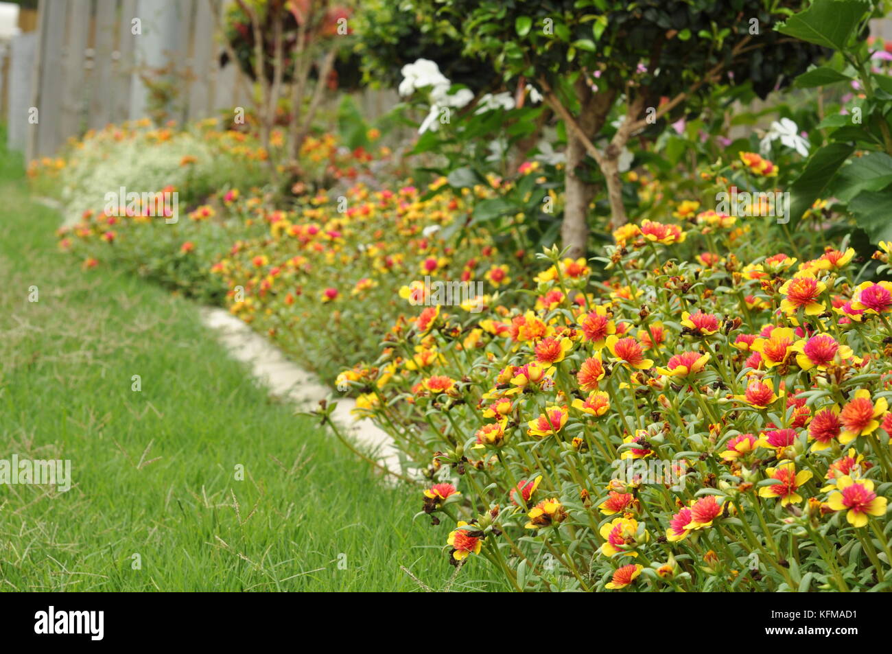 Cultivar selezionate di purslane comune (Portulaca oleracea) fioritura in un giardino residenziale, Townsville, Queensland, Australia Foto Stock