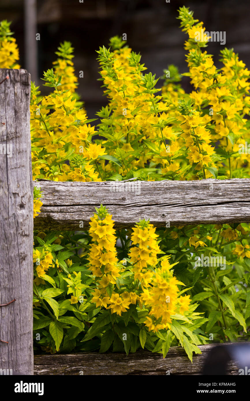 Zinal, Svizzera - fiori in fiore in villaggio, pennine montagne. Foto Stock