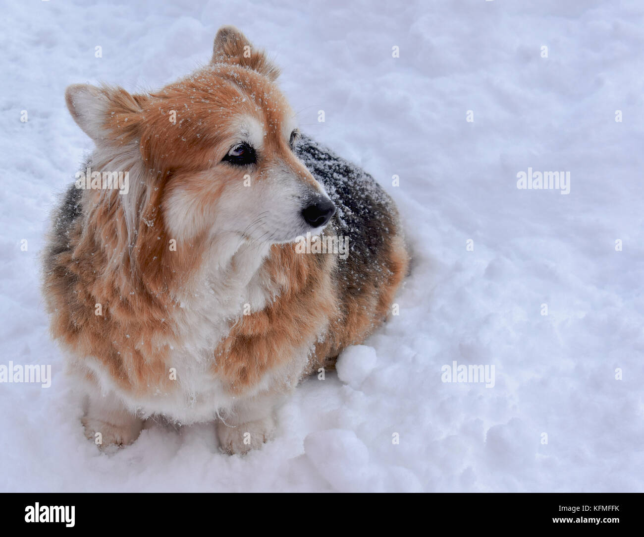 Pembrooke Corgi seduta nella neve essendo sempre vigile Foto Stock