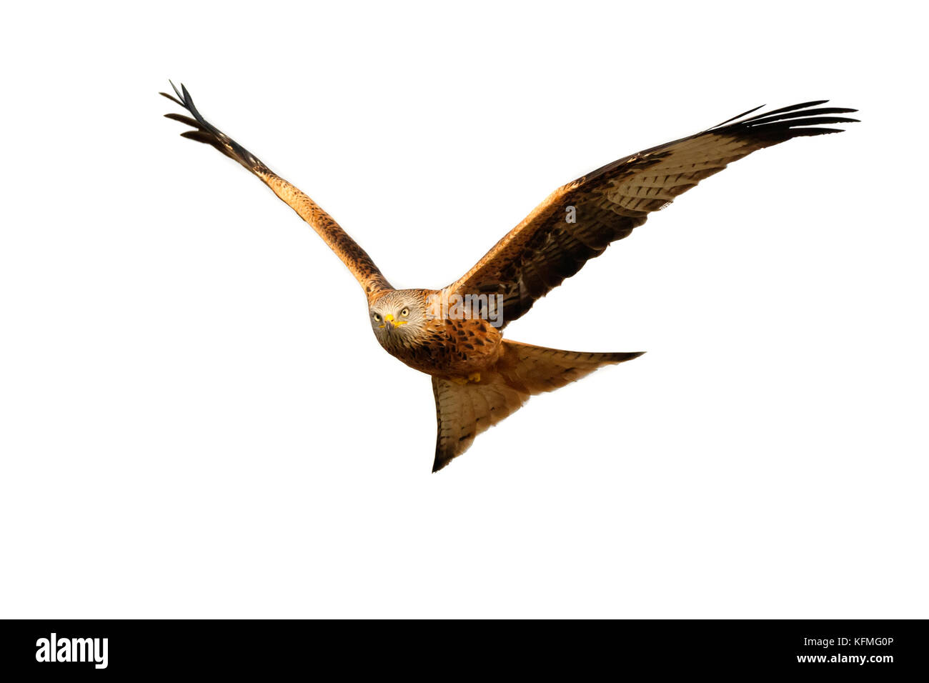 Awesome rapace in volo isolati su sfondo bianco Foto Stock