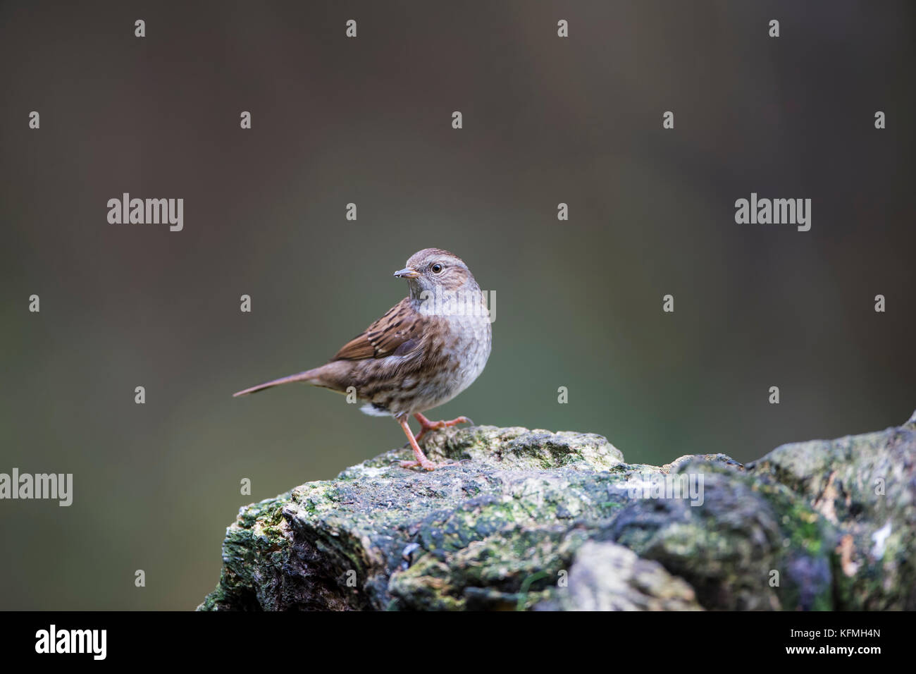 Dunnock Prunella modularis su un ceppo di albero con uno sfondo pulito Foto Stock