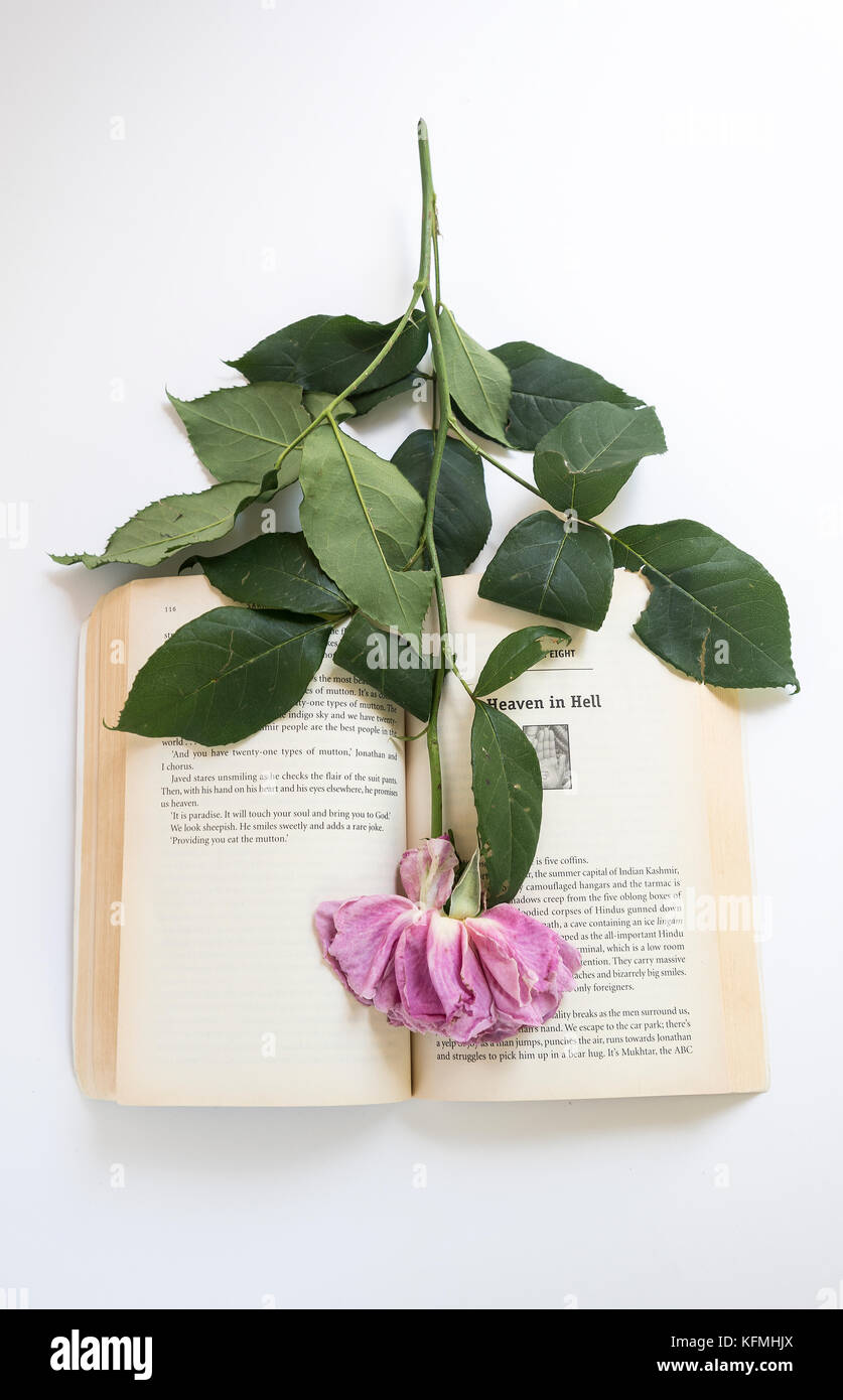 Rosa e fiore bianco in una pentola con foglie verdi dietro di esso su uno sfondo bianco e marmo Foto Stock