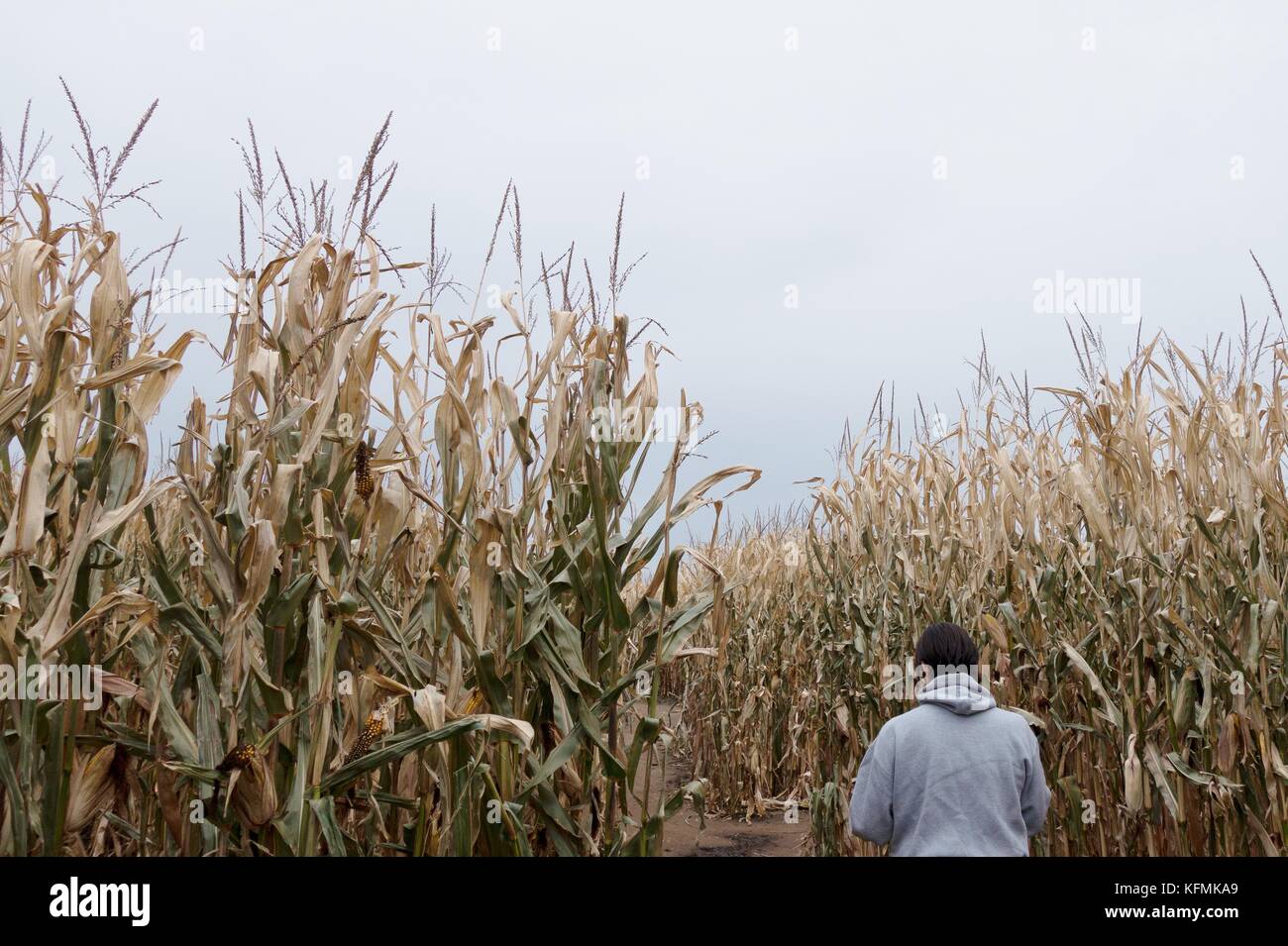 Un uomo visto da dietro solo a piedi attraverso un labirinto di mais in Shakopee, Minnesota, Stati Uniti d'America. Foto Stock