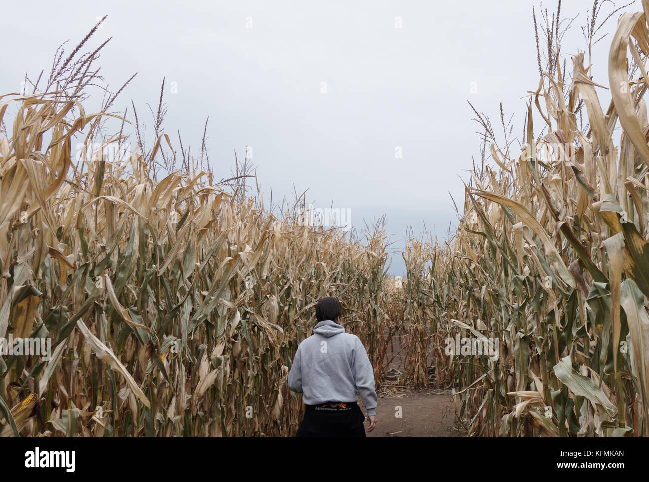 Un uomo visto da dietro solo a piedi attraverso un labirinto di mais in Shakopee, Minnesota, Stati Uniti d'America. Foto Stock