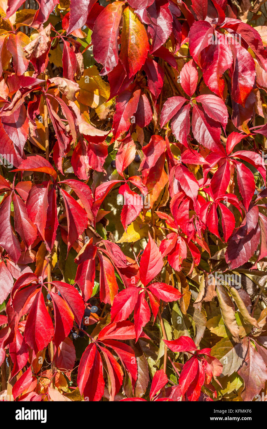 Vicino la disposizione di variopinti scatenati Foglie di autunno cespuglio pianta nel Giardino della natura Foto Stock