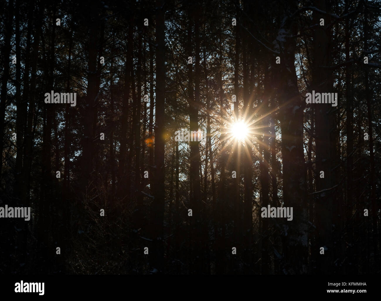 foresta di inverno Foto Stock