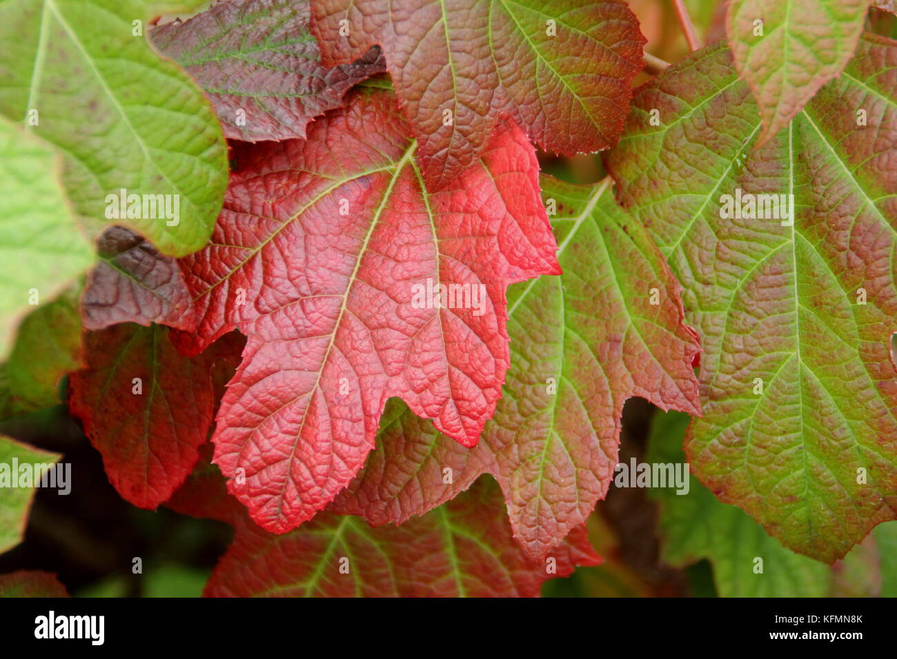 Hydrangea quercifolia 'Sora Queen', (Rovere lasciato hydrangea 'Sora Queen, mostrando il rosso e il bronzo di fogliame di autunno in un giardino inglese nella tarda estate del Regno Unito Foto Stock