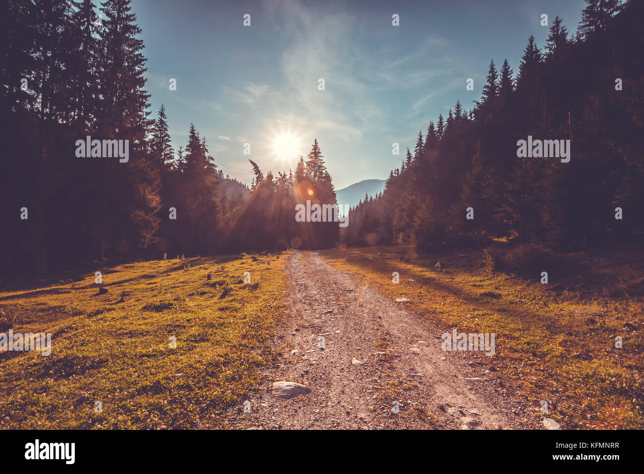 Strada vuota nella foresta di alberi di pino e una natura paesaggio Foto Stock