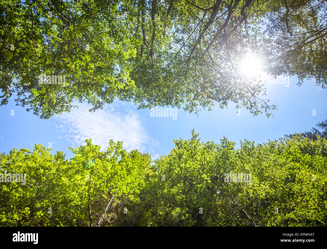Fresco verde foglie contro il cielo blu Foto Stock