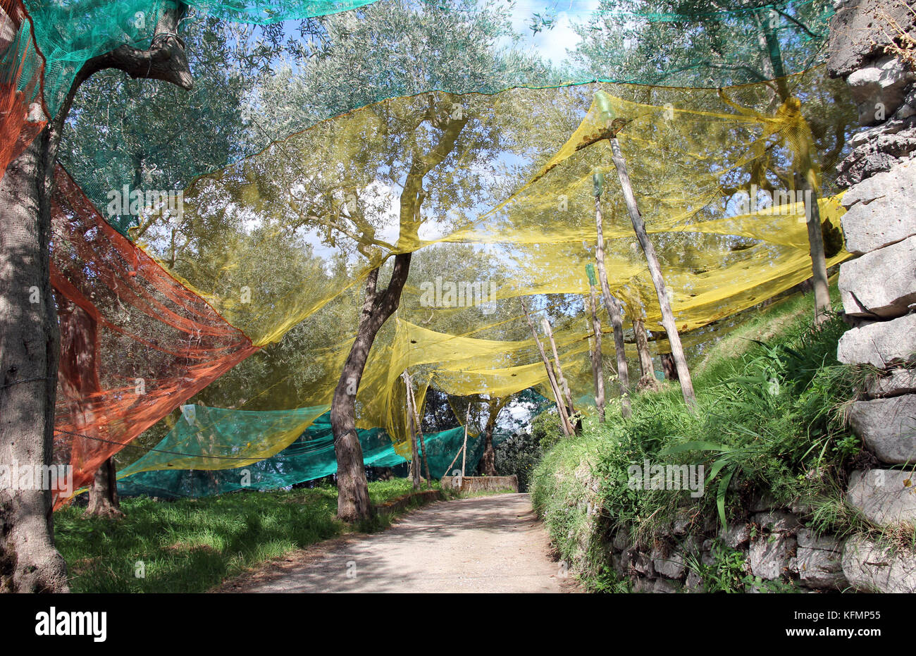 Reti di oliva in Italia Foto Stock