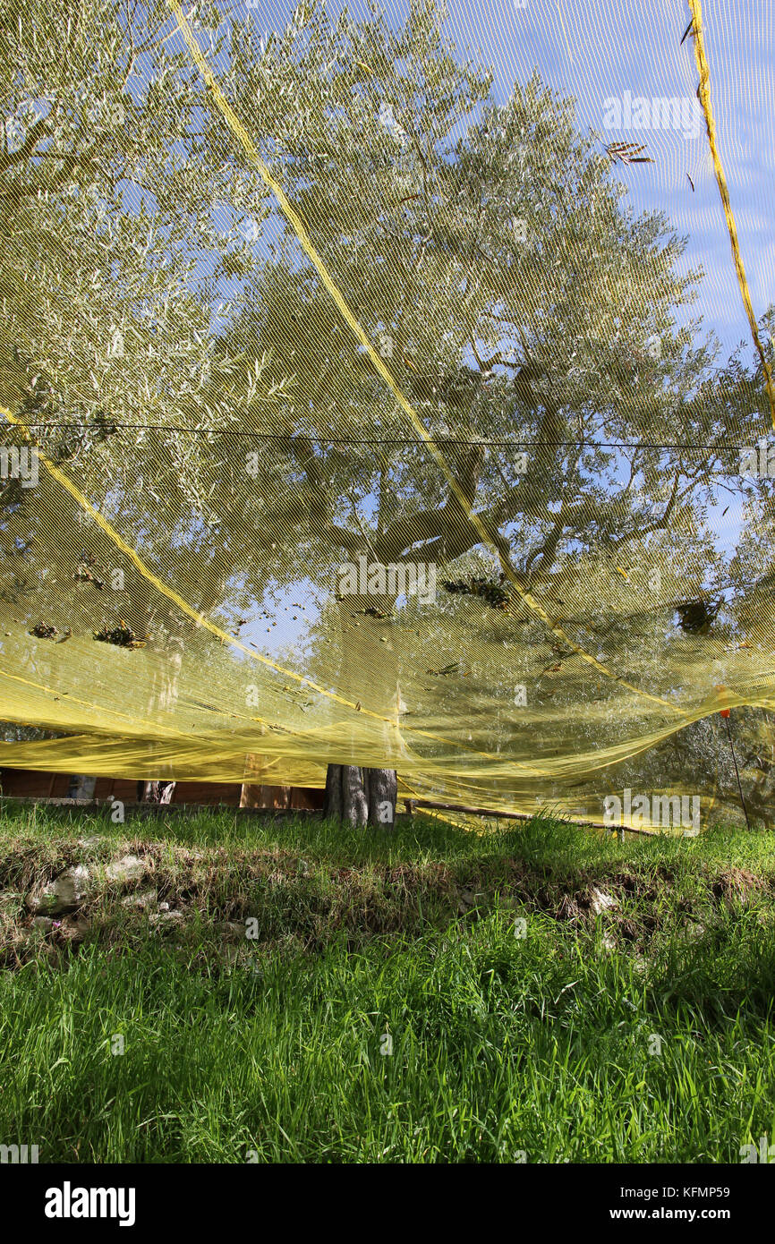 Reti di oliva in Italia Foto Stock