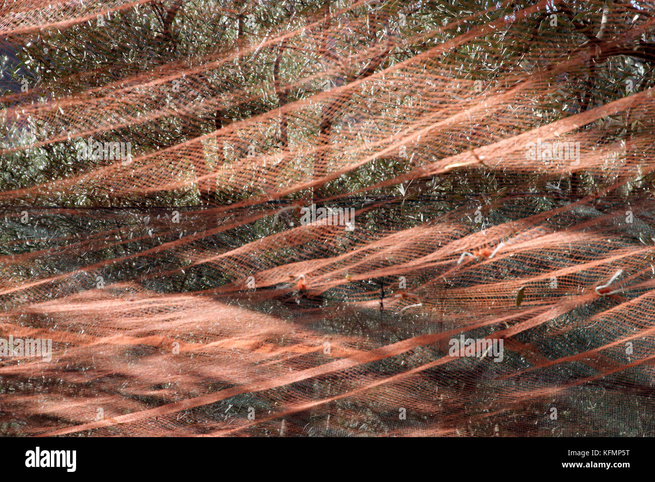Reti di oliva in Italia Foto Stock