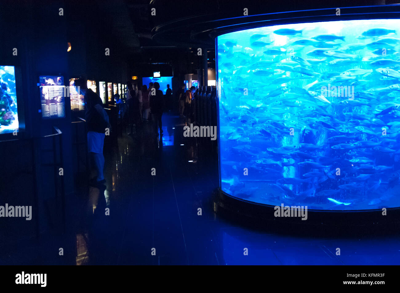 Acquario di Monaco ha molti serbatoi di pesce Foto Stock