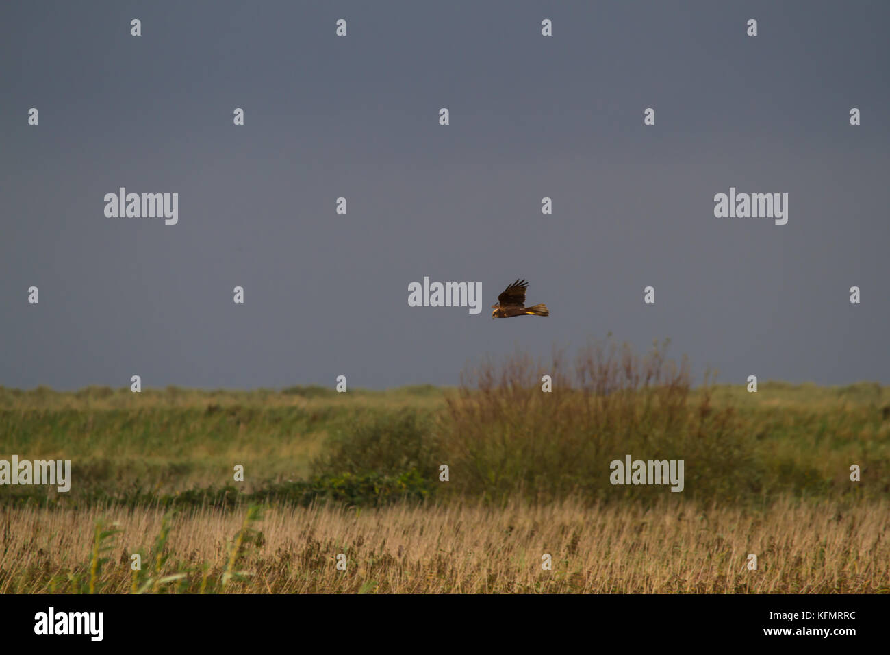 Una femmina di falco di palude (Circus aeruginosus) a caccia di prede su un letto di reed con un cielo scuro in background. Foto Stock