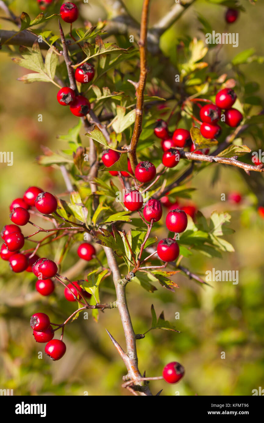 Bacche di biancospino, noto come hawberries dall'arbusto biancospino (Crataegus) che è anche chiamato whitethorn, thornapple & maggio-tree Foto Stock