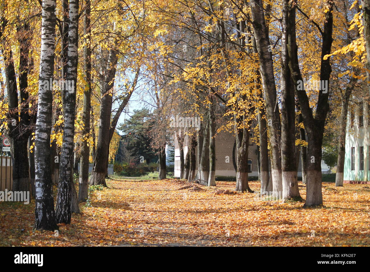 Splendido panorama autunno vicolo della coperta di Betulla foglie d'oro nella giornata di sole Foto Stock