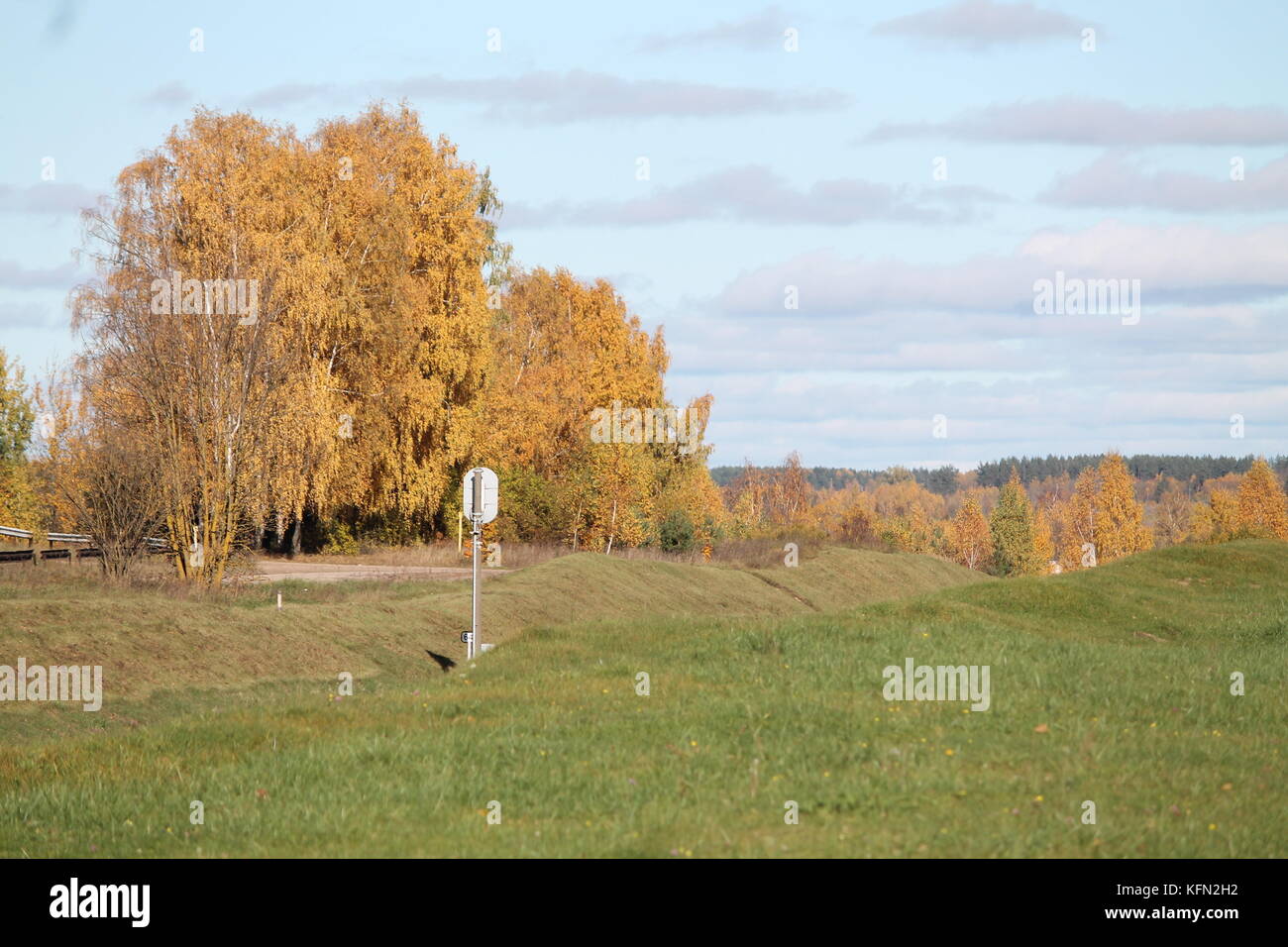 Splendido panorama autunno golden betulla sul campo verde Foto Stock