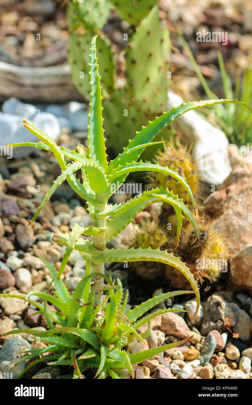 Aloe vera Foto Stock