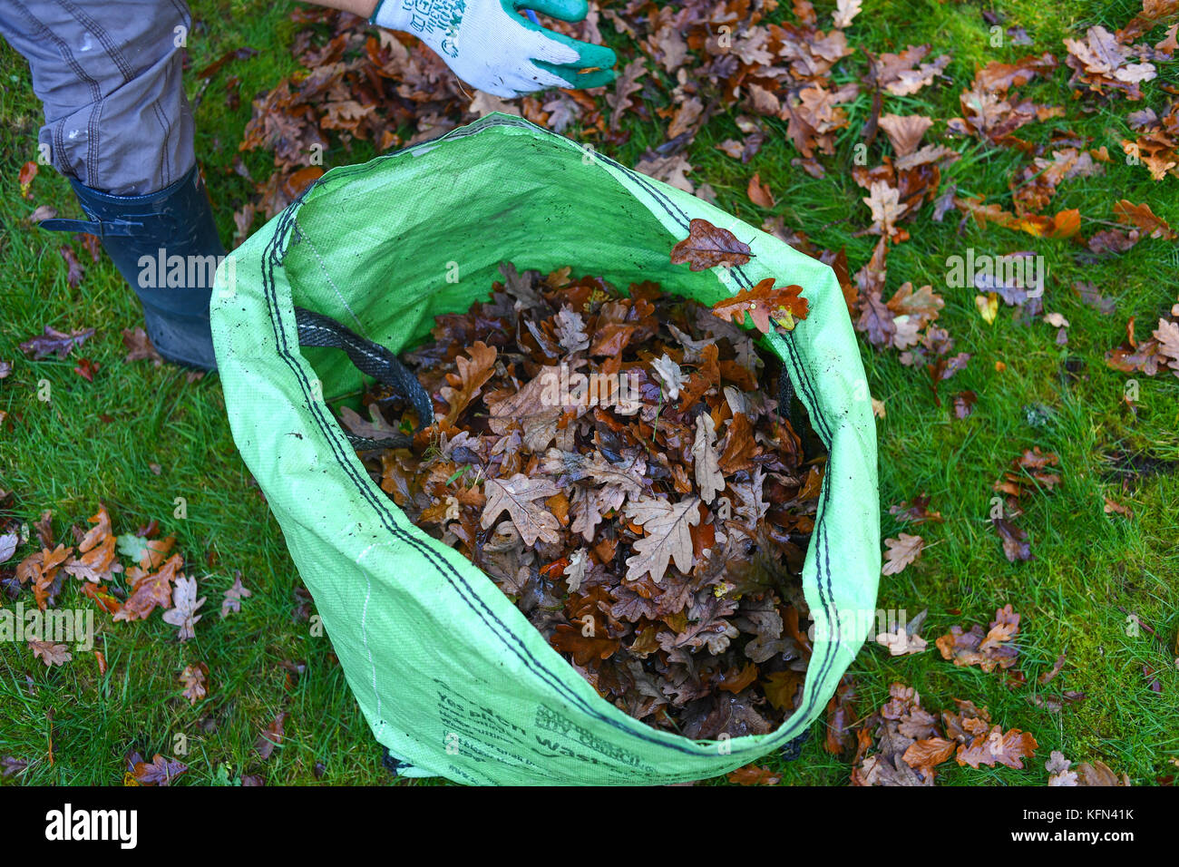 Foglie di autunno autunno essendo rastrellata fino in giardino Foto Stock