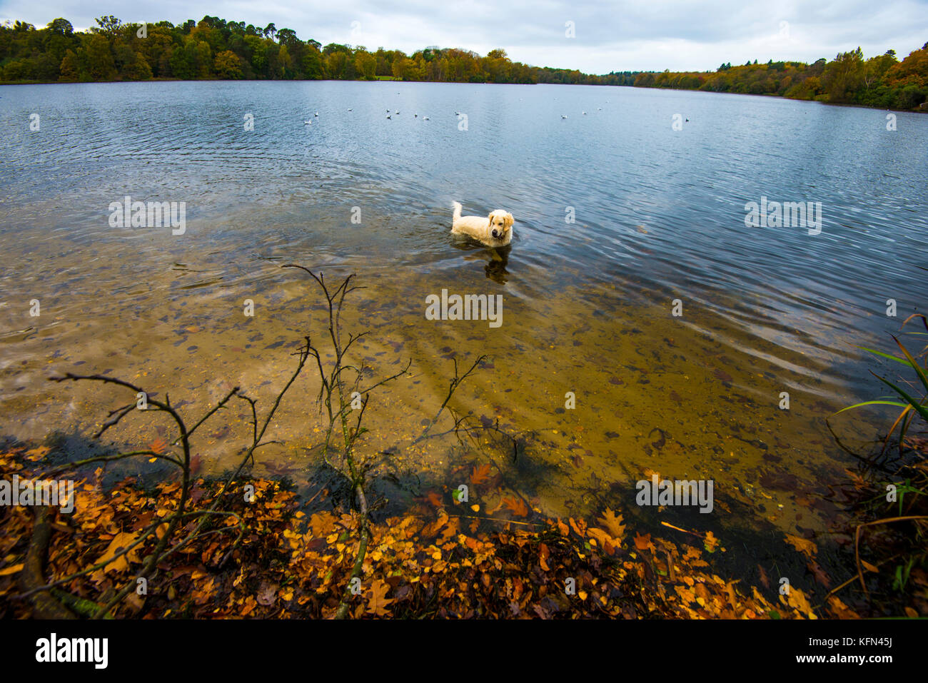 Lago Virginia Water - Scene autunnali. Una serie di immagini di questo bellissimo parco e cascata arricchiti dal lago, con radure forestali e passeggiate da godersi Foto Stock