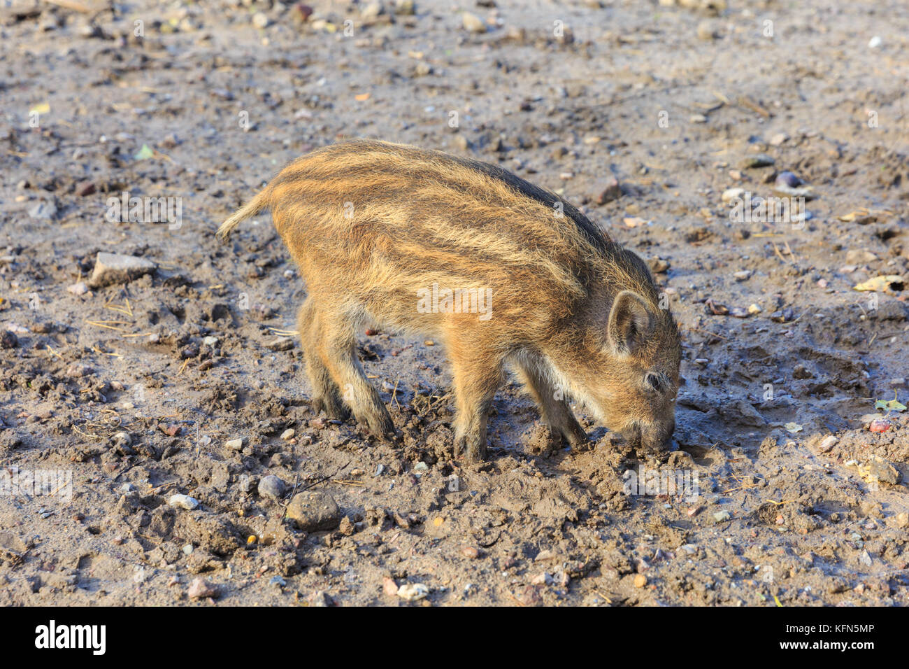 Central European il cinghiale (Sus scrofa) squeaker, giovane animale, noto anche come i suini selvatici o Eurasiatico di suini selvatici, rovistando nel fango, Germania Foto Stock