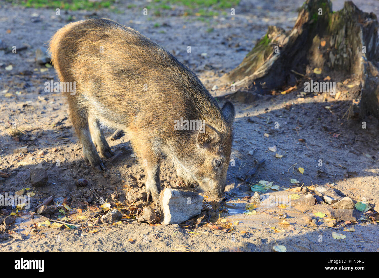 Central European il cinghiale (Sus scrofa) squeaker, giovane animale, noto anche come i suini selvatici o Eurasiatico di suini selvatici, rovistando nel fango, Germania Foto Stock