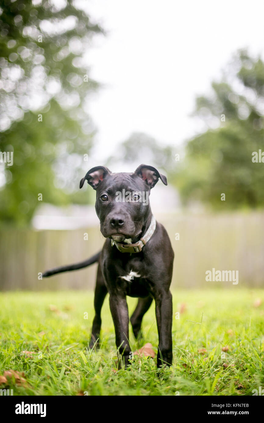 Un nero Pit Bull Terrier di razza cucciolo Foto Stock