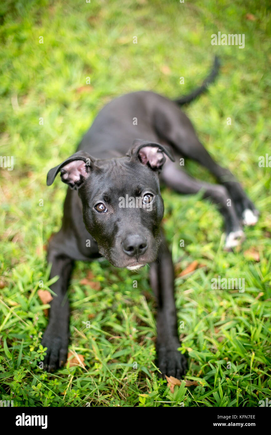 Un nero Pit Bull Terrier di razza mista rilassante puppy in erba Foto Stock