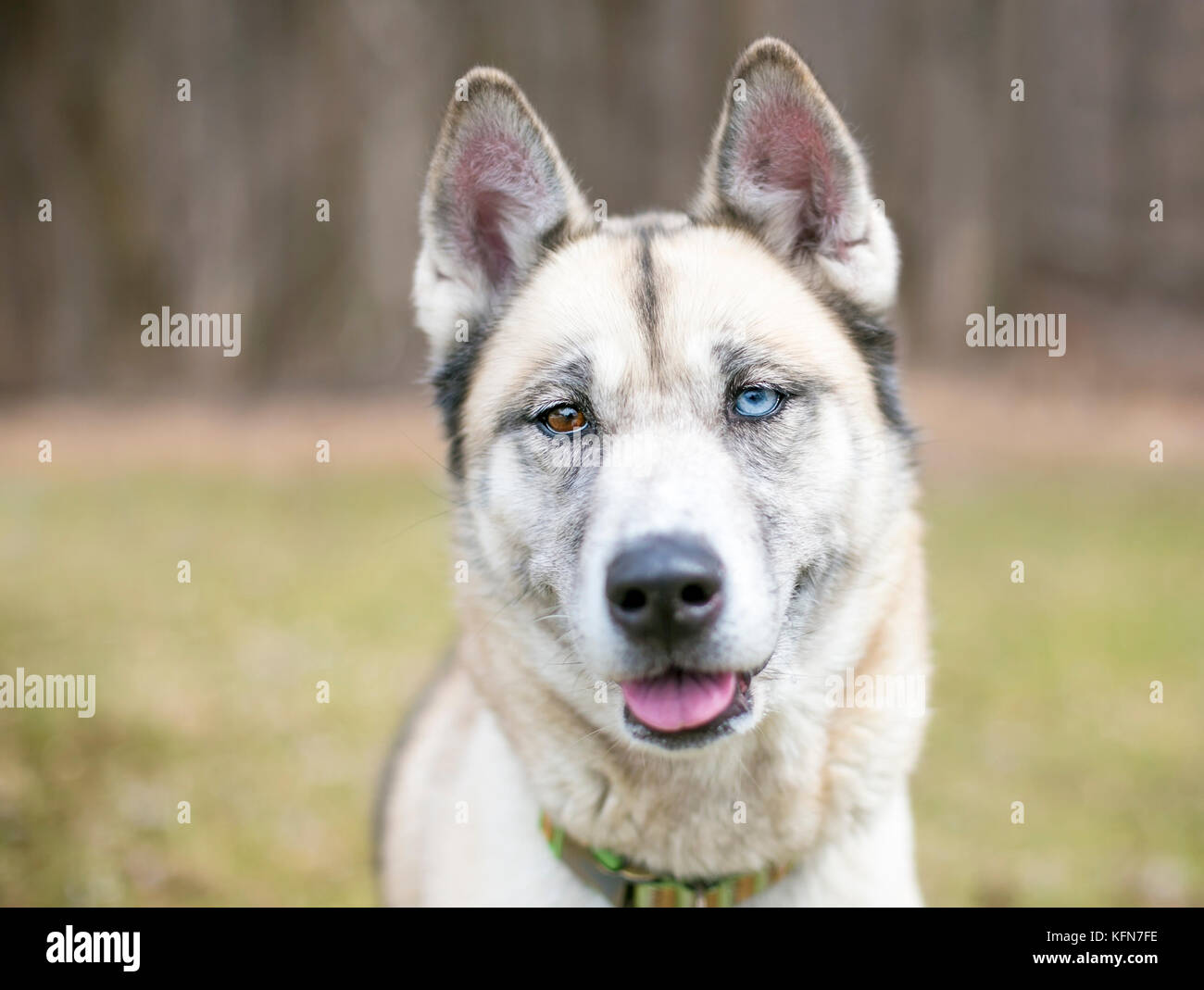 Un Husky di razza mista con cane heterochromia, un occhio azzurro e un occhio marrone Foto Stock