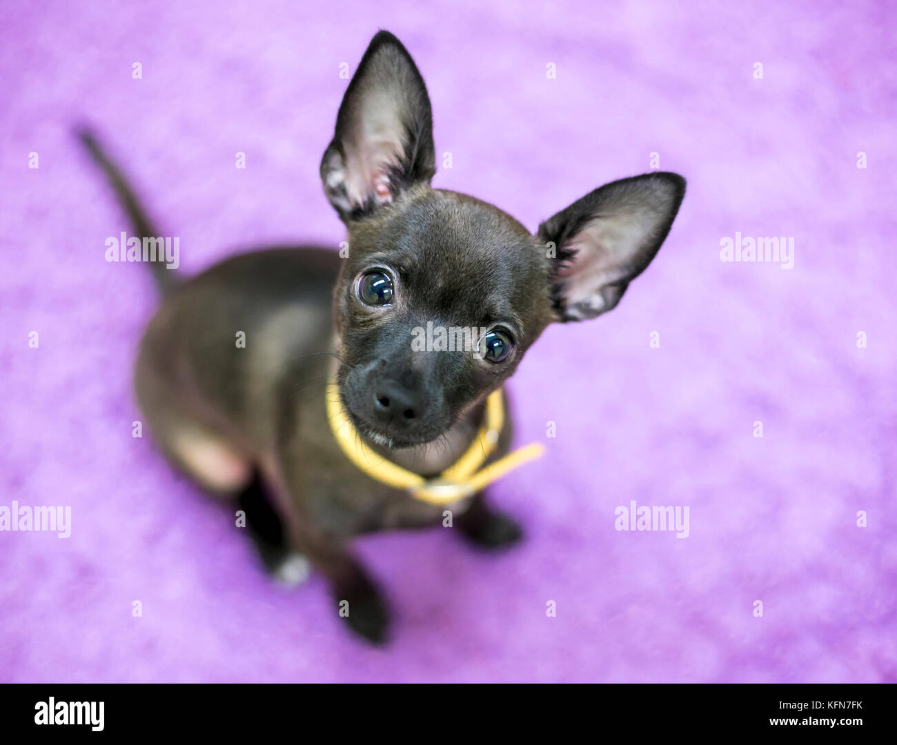 Un simpatico nero cucciolo Chihuahua indossando un colletto giallo, ascoltando con un inclinazione testata Foto Stock