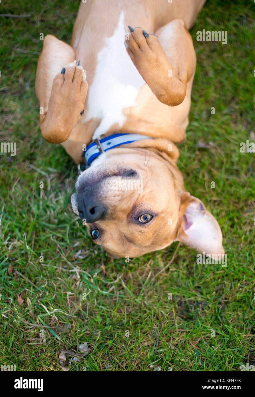 Una razza mista cane sdraiato sul suo dorso in erba Foto Stock