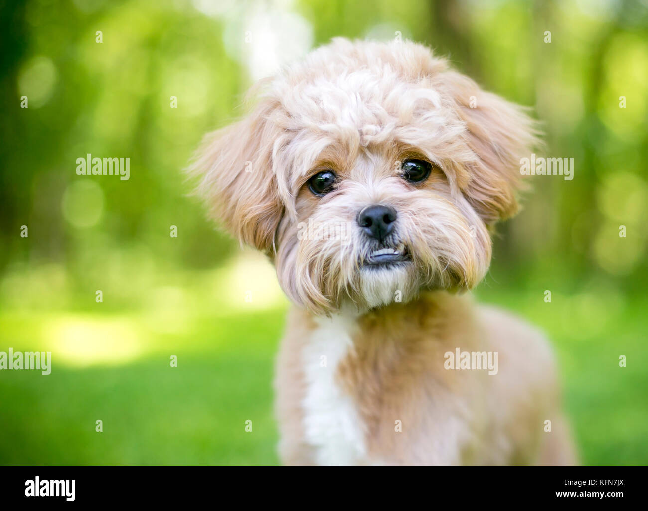 Un simpatico fluffy razza cane con un underbite Foto Stock