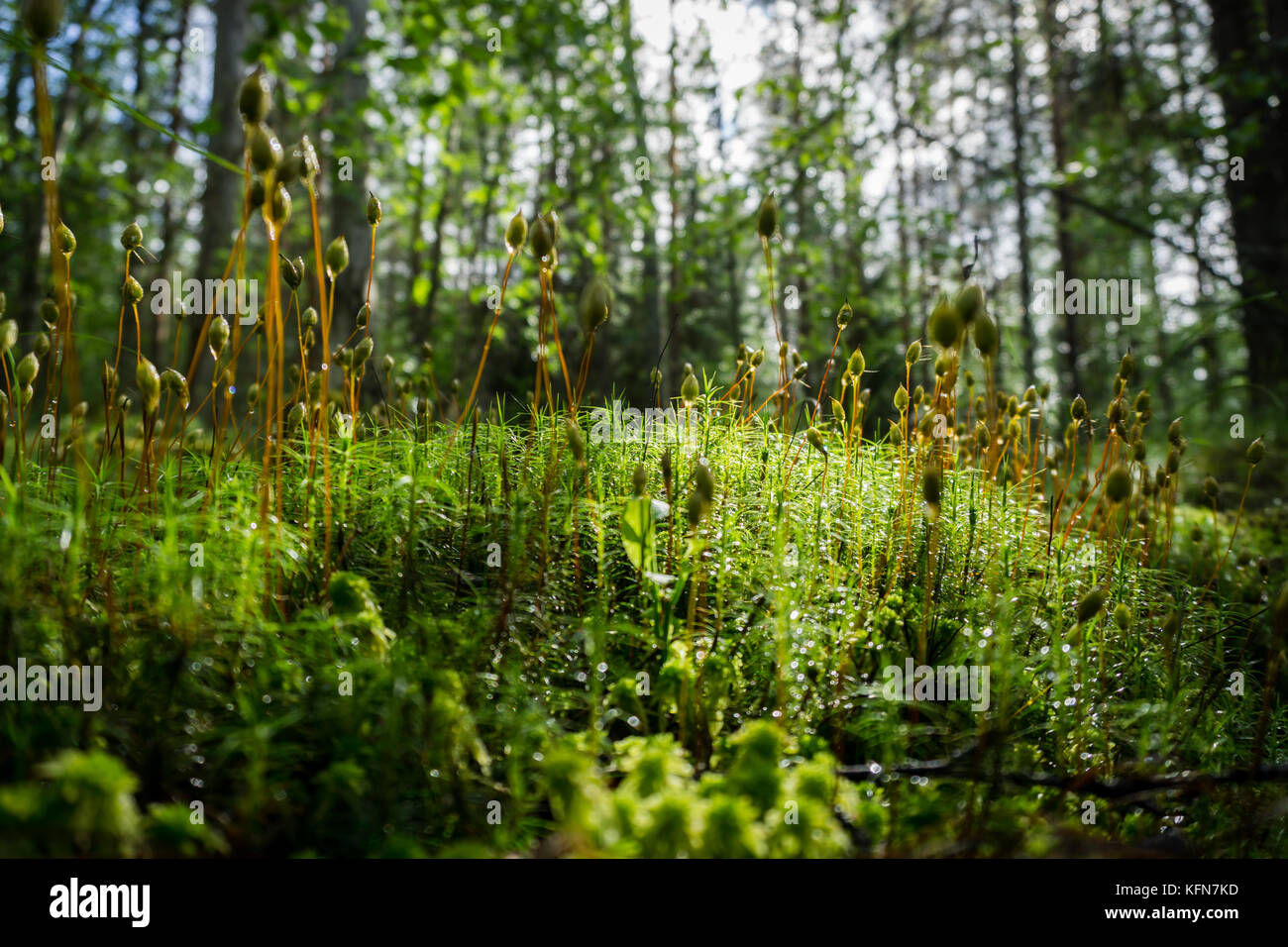 Forest moss dopo la pioggia Foto Stock
